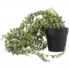 Faux Senecio in a pot by Grand Illusions